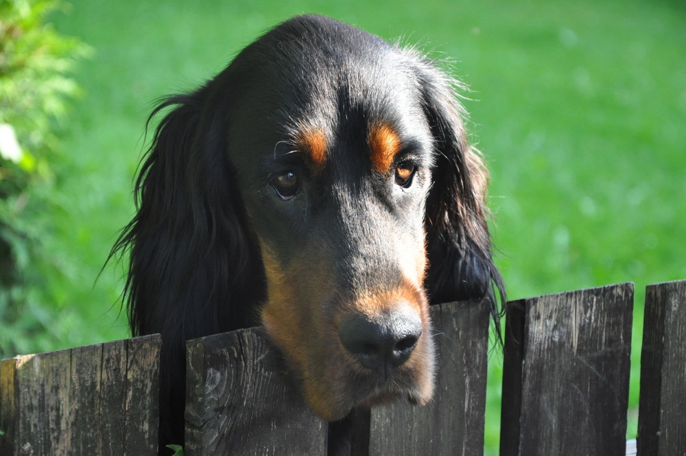 Ein Gordon Setter