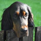 Ein Gordon Setter