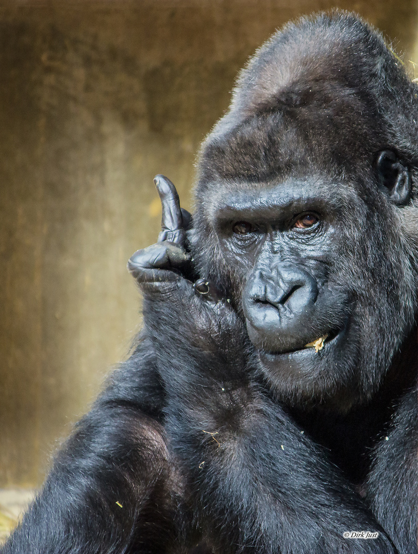 Ein Gorilla der mir gezeigt hat was er von Fotografen hält ;-)