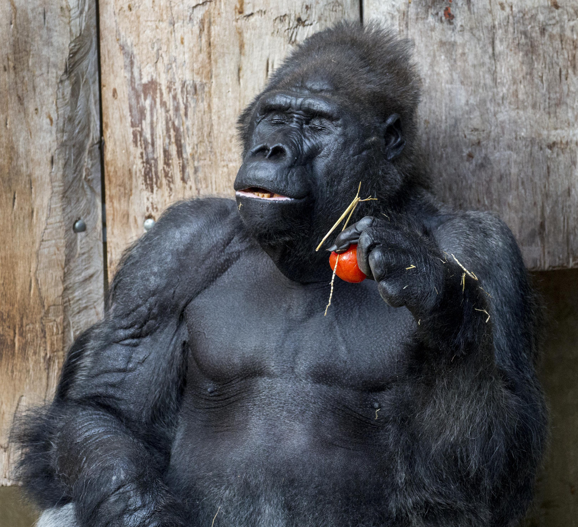 Ein Gorilla geniest