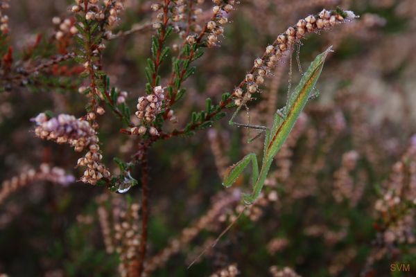 Ein Gottesanbeter- Männchen, bedeckt mit Morgentau