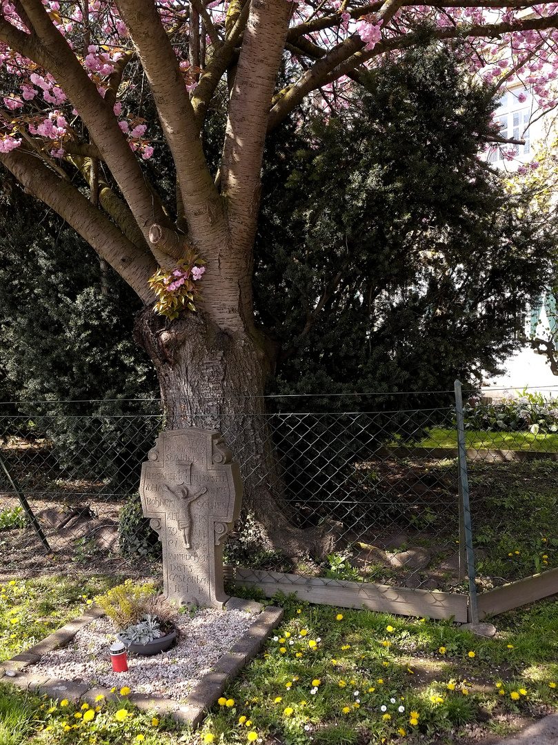 ein Grab unter Blüten