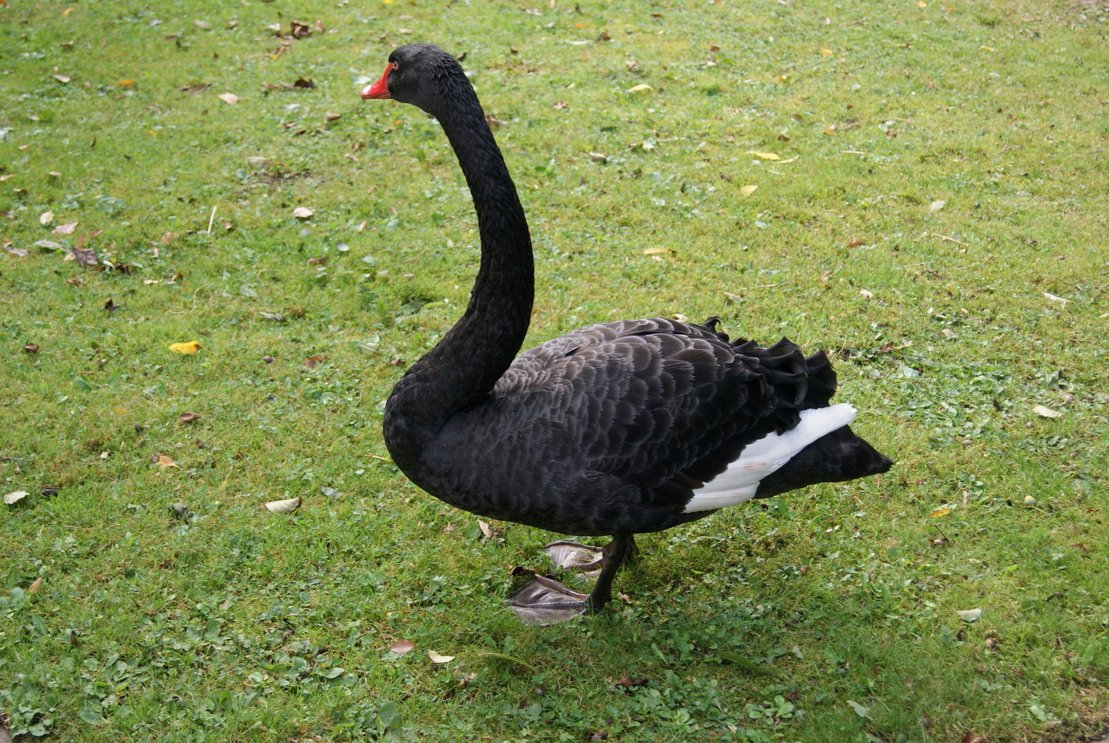 Ein "gräflicher" Schwan im Kurpark