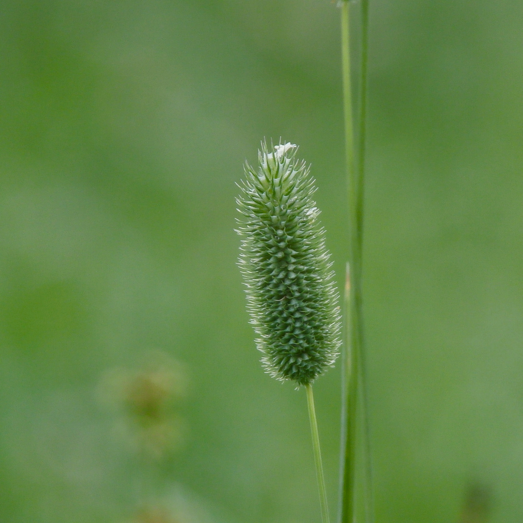 Ein Gras P9010545