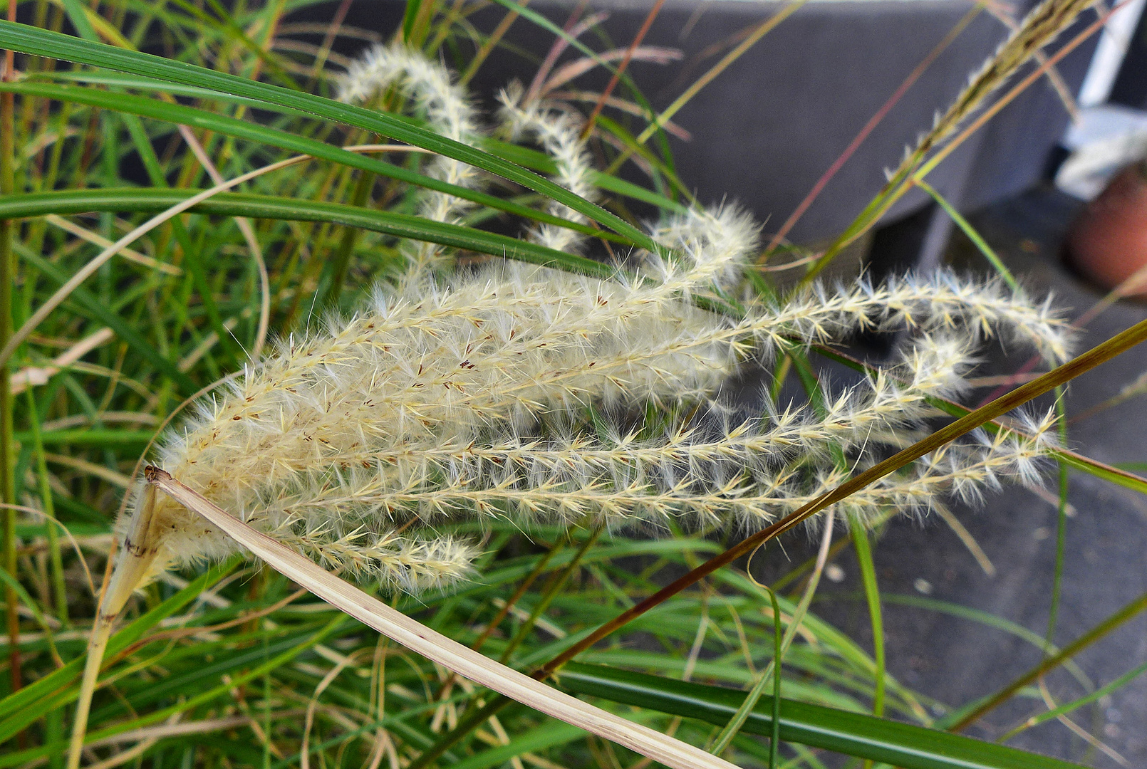 Ein Gras wie Federn