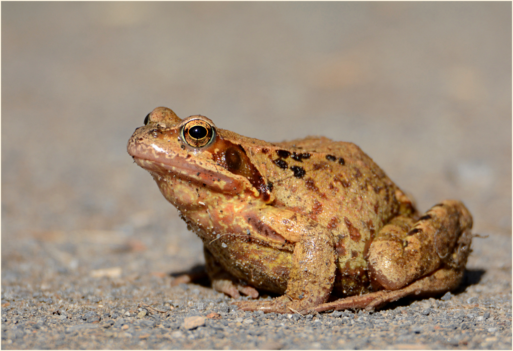 Ein Grasfrosch