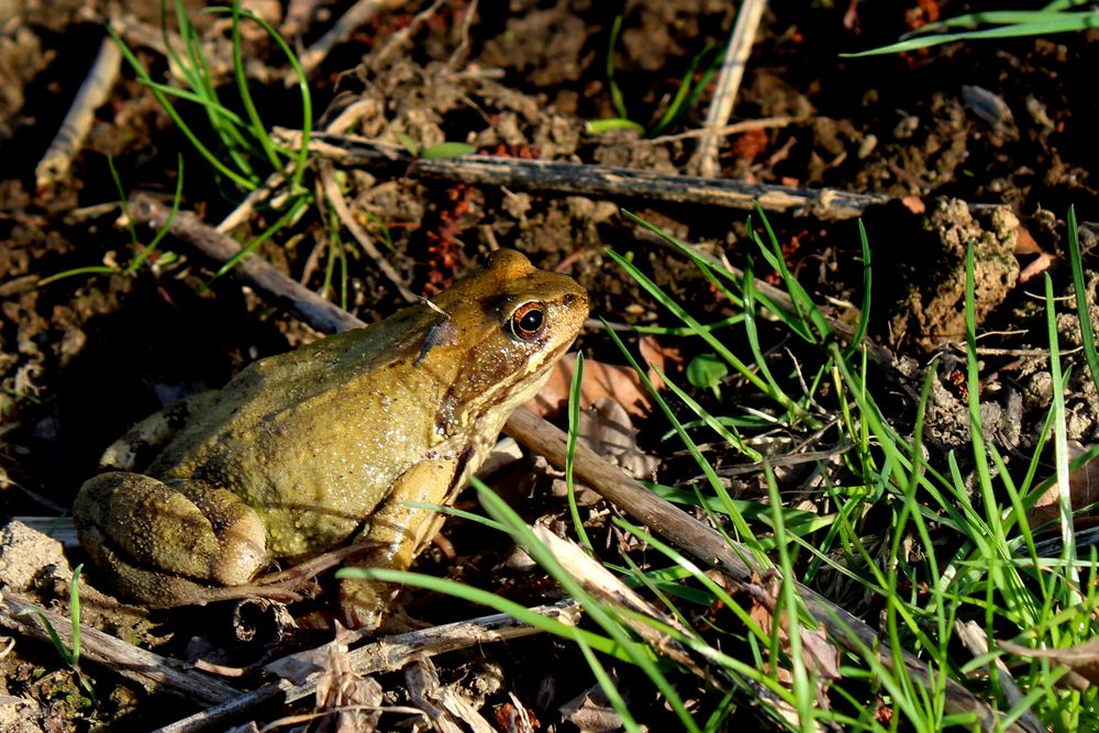 Ein Grasfrosch genießt die Sonne