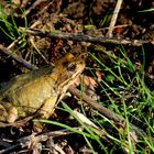 Ein Grasfrosch genießt die Sonne