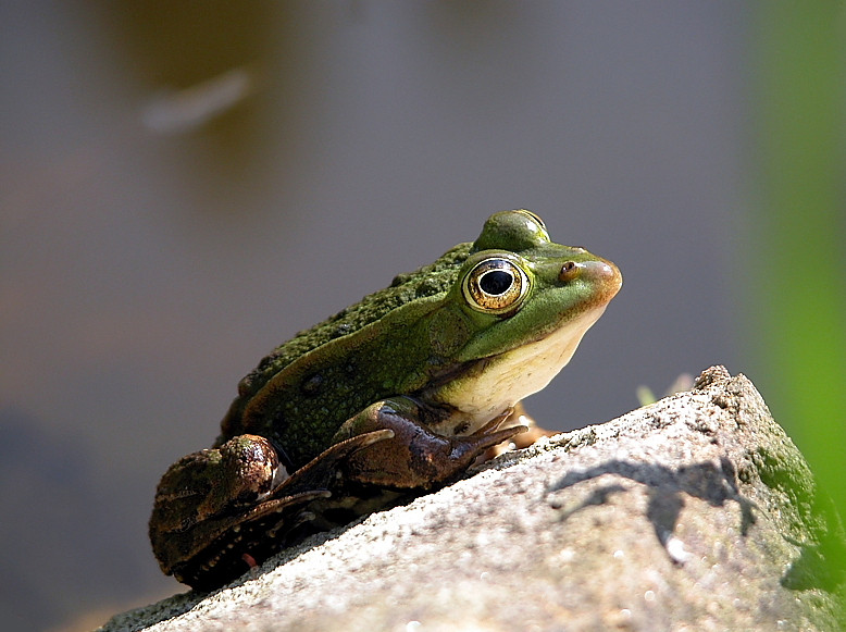 Ein Grasfrosch in freier Natur