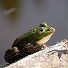 Ein Grasfrosch in freier Natur