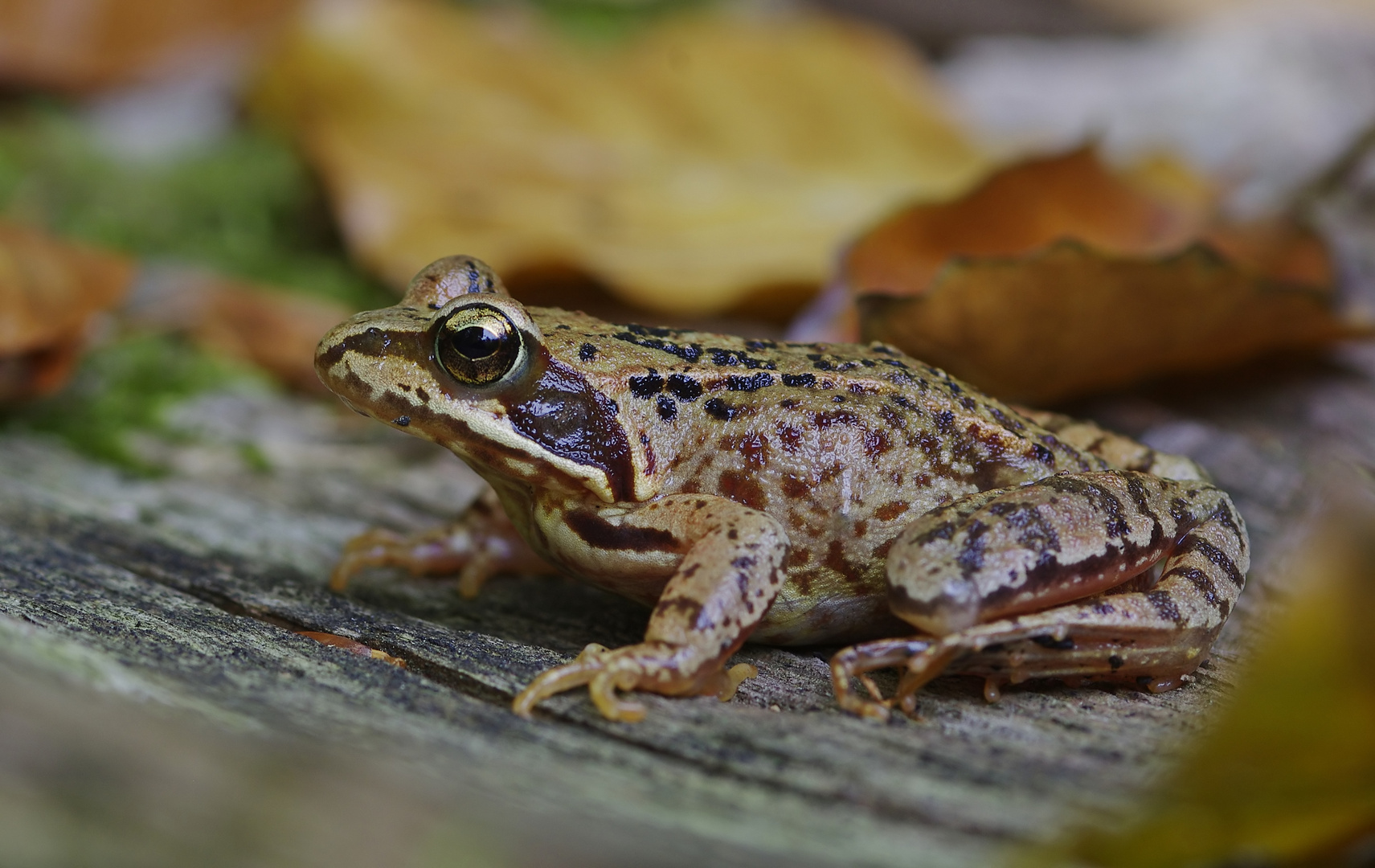 Ein Grasfrosch, mit dem ich nicht gerechnet hatte