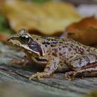 Ein Grasfrosch, mit dem ich nicht gerechnet hatte