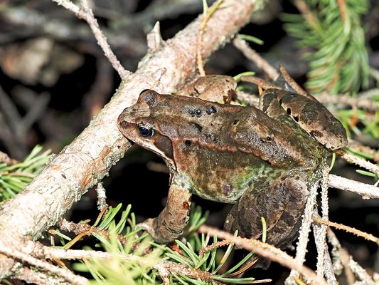 Ein Grasfrosch (Rana temporaria) in "meinem" wilden Wald ...