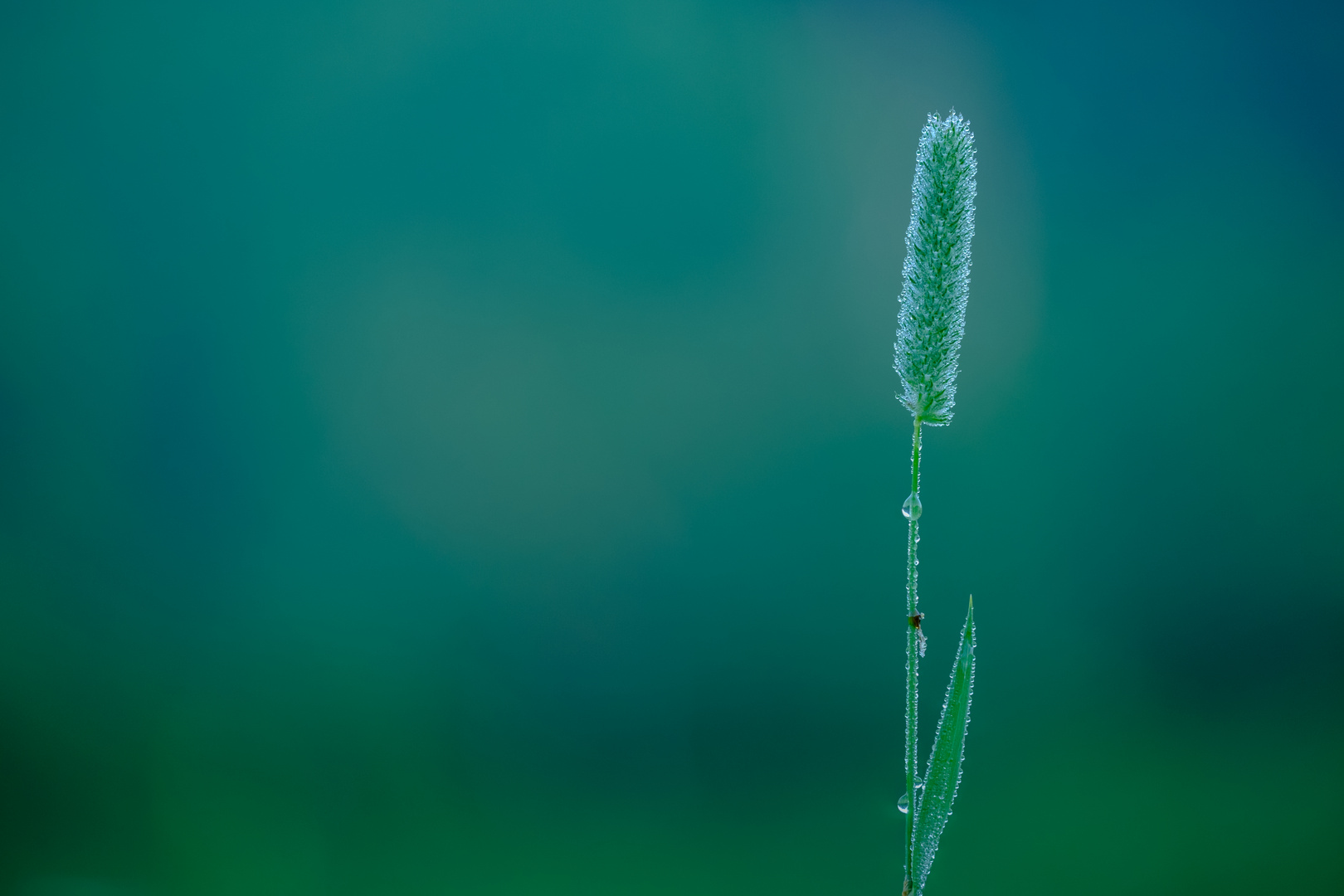 Ein Grashalm auf einer Wiese