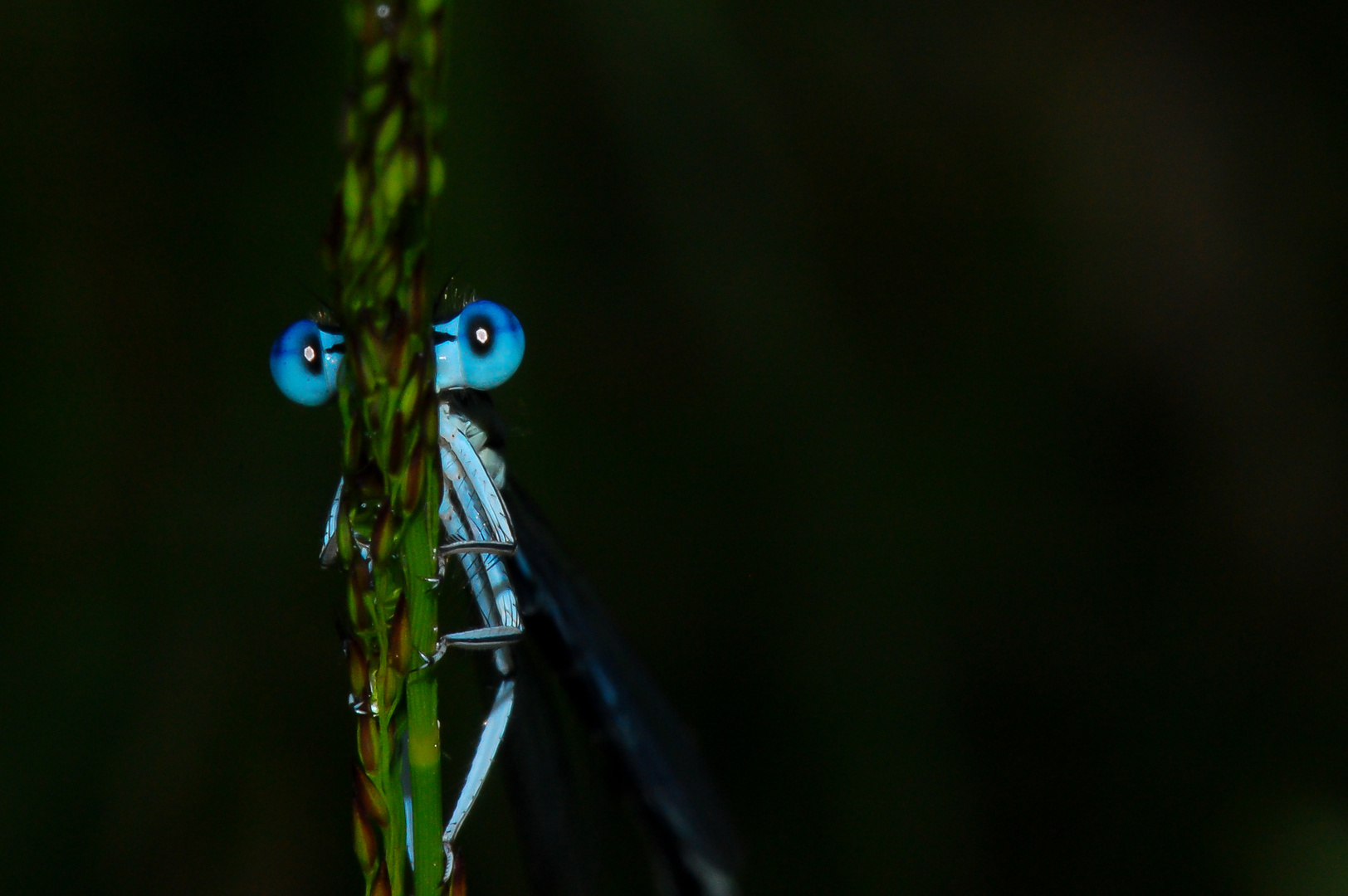 Ein Grashalm mit Augen?