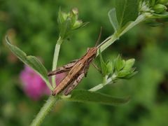 Ein Grashüpfer auf Oregano