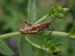 Ein Grashüpfer auf Oregano