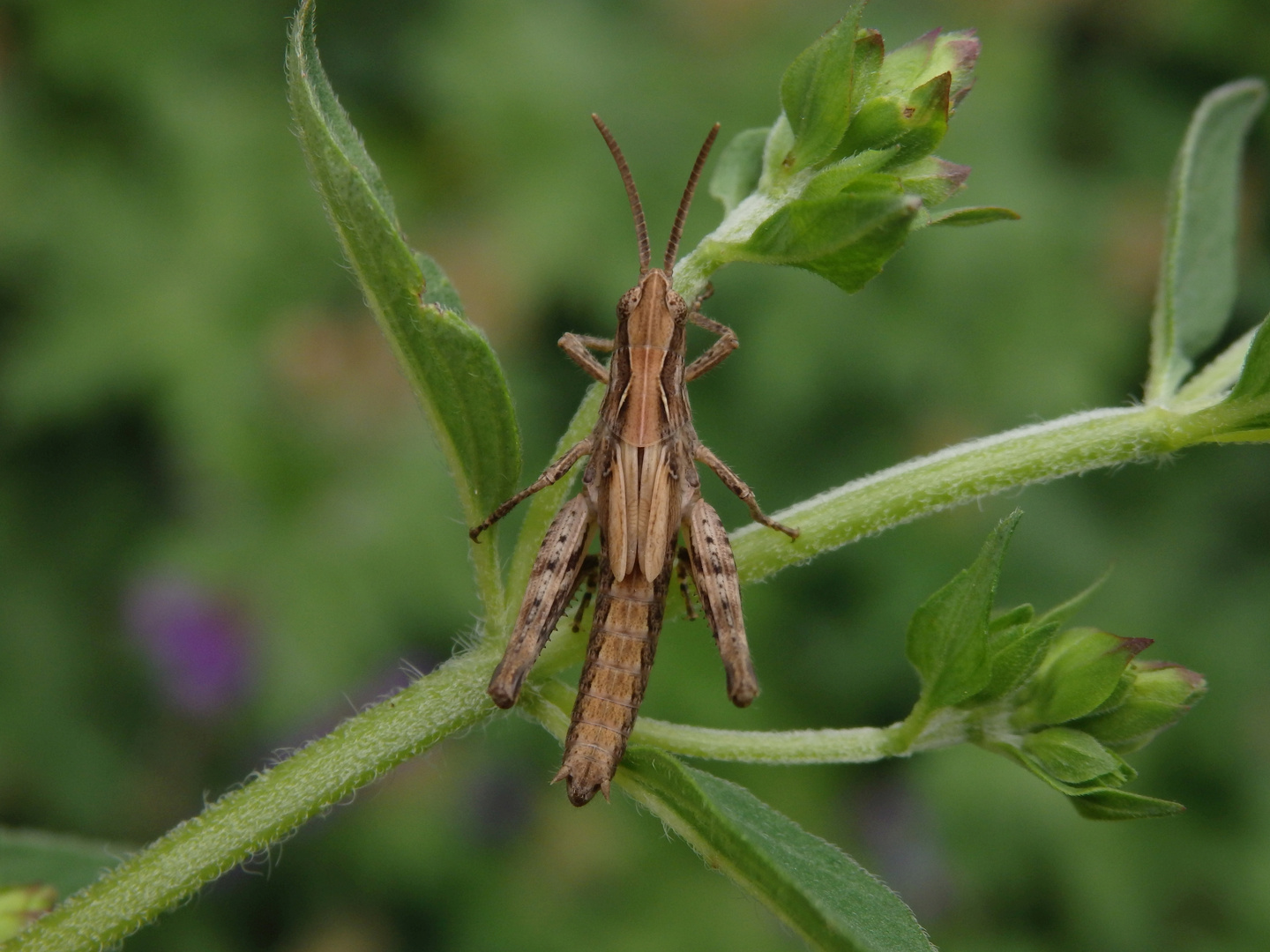 Ein Grashüpfer auf Oregano