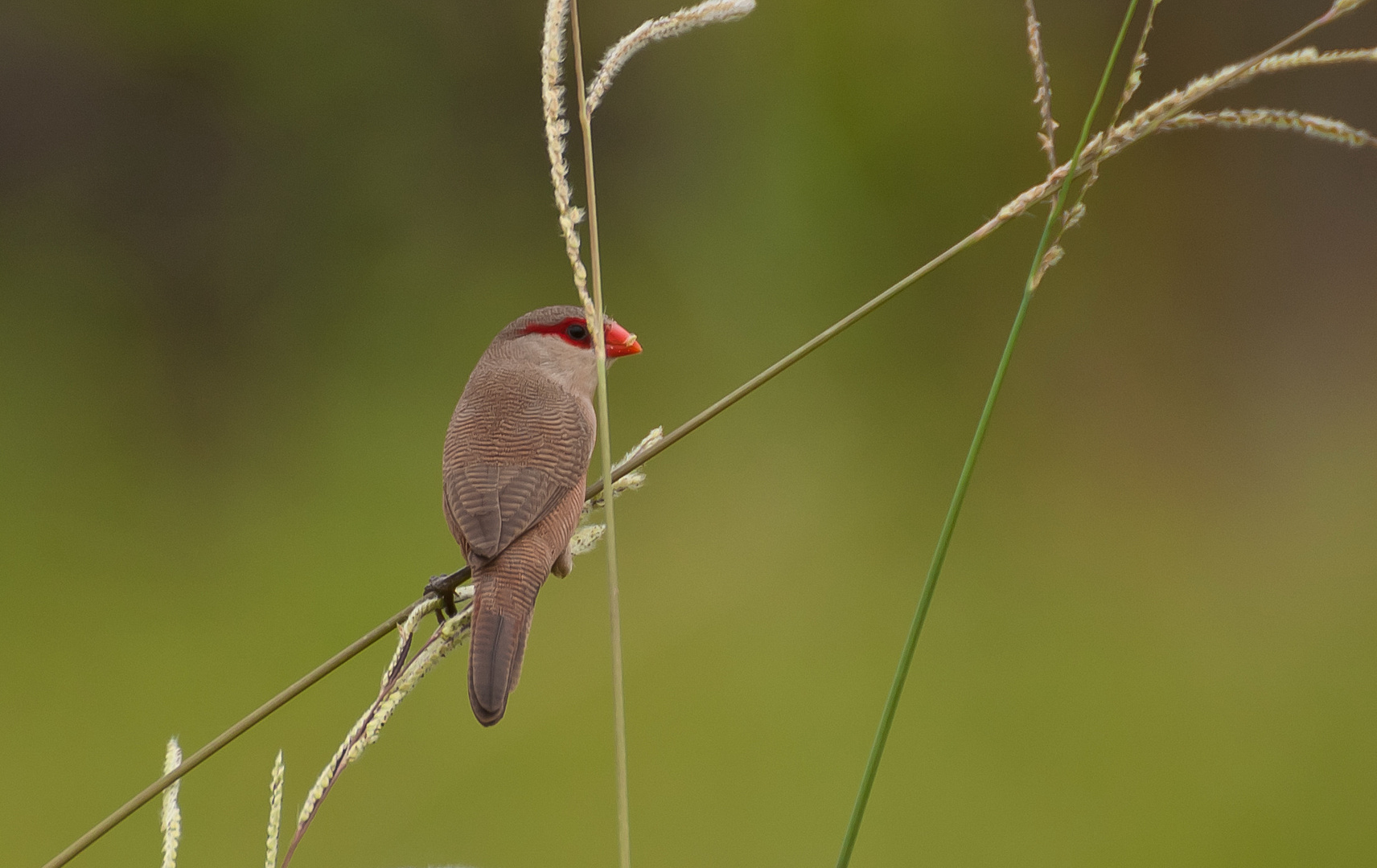 Ein Grassamenkörnchen