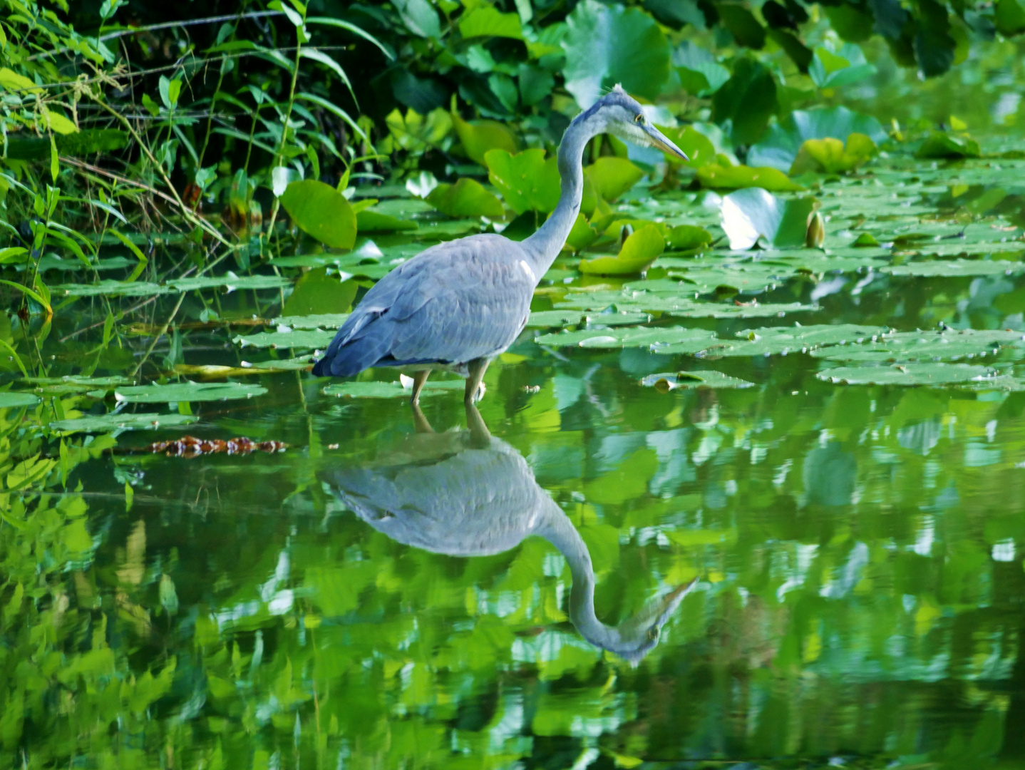 Ein Grau- oder auch Fischreiher mit Spiegelbild