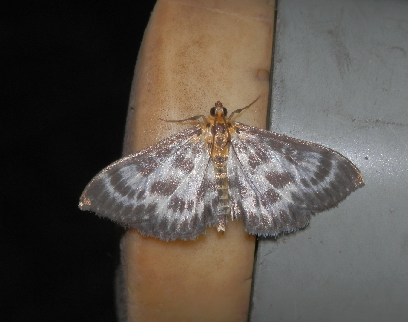 Ein grau-weißer Zünsler im Haus - Ein Brennessel-Zünsler (Anania hortulata)