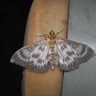 Ein grau-weißer Zünsler im Haus - Ein Brennessel-Zünsler (Anania hortulata)