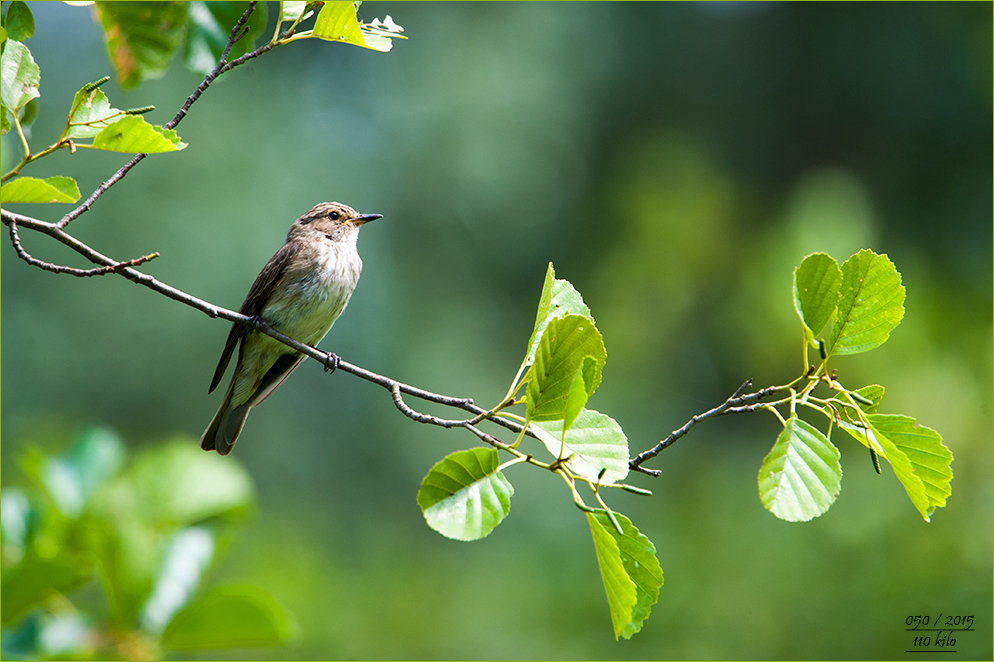 ein Grauer-Fliegenschnäpper