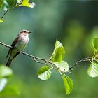 ein Grauer-Fliegenschnäpper