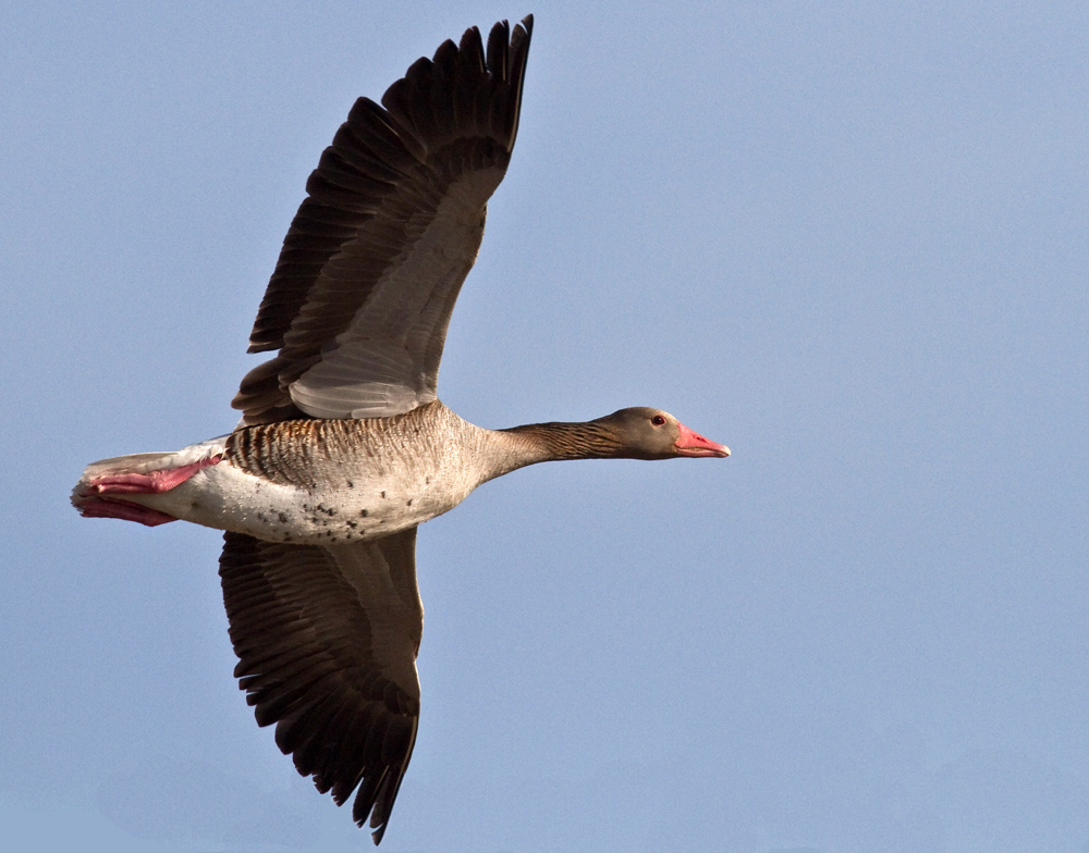 ein grauer Ganter will mitfliegen...