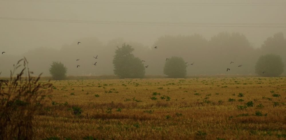 ein grauer Morgen