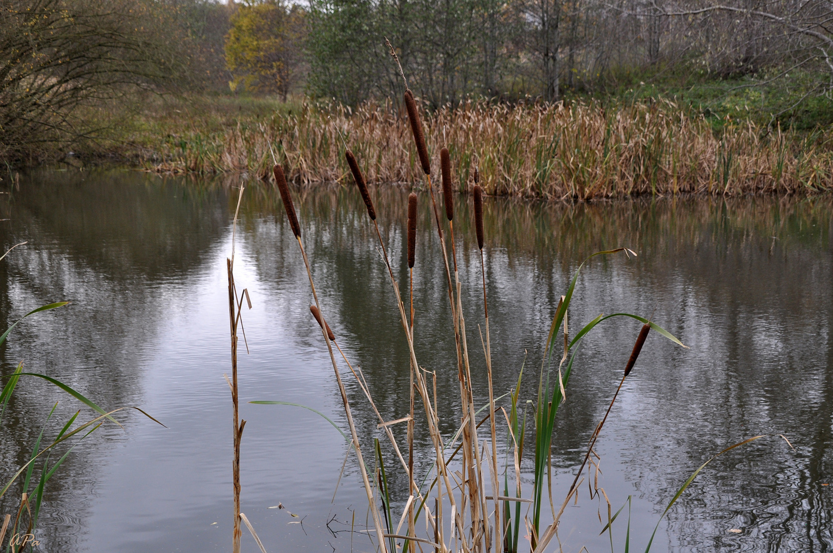 Ein grauer Novembertag (2)