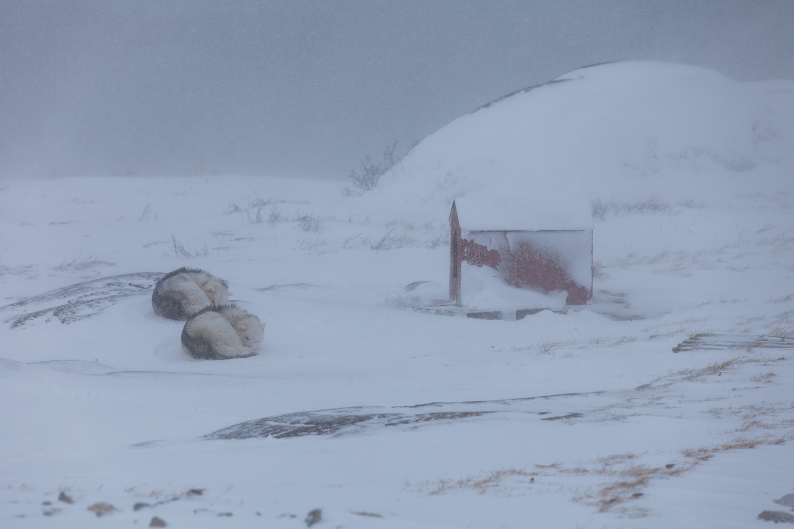 Ein grauer Tag in Ilulissat_1