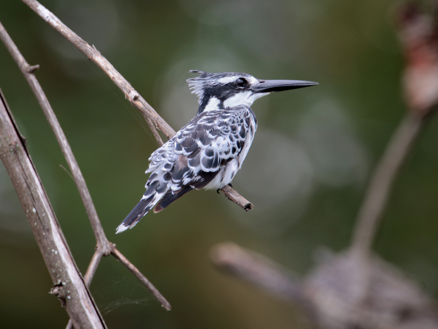 Ein Graufischer am Naivasha-See, Kenia 