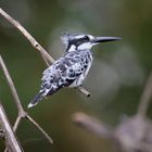 Ein Graufischer am Naivasha-See, Kenia 