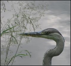 Ein Graureiher - ???