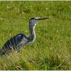 Ein Graureiher auf der Wiese