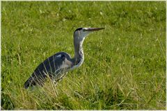 Ein Graureiher auf der Wiese