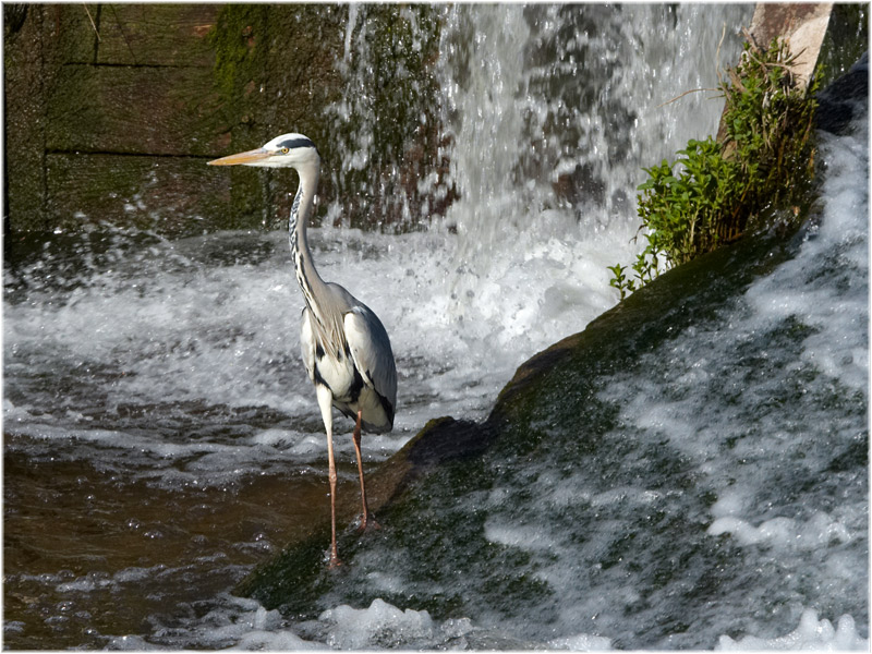 Ein Graureiher beim fischen............