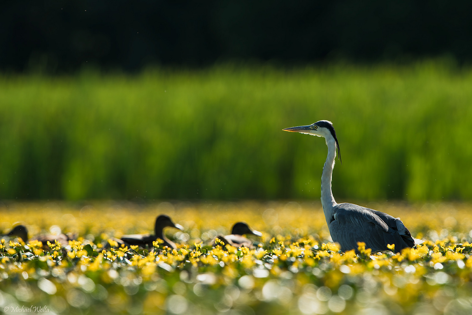 Ein Graureiher, drei Enten und ein paar Mücken