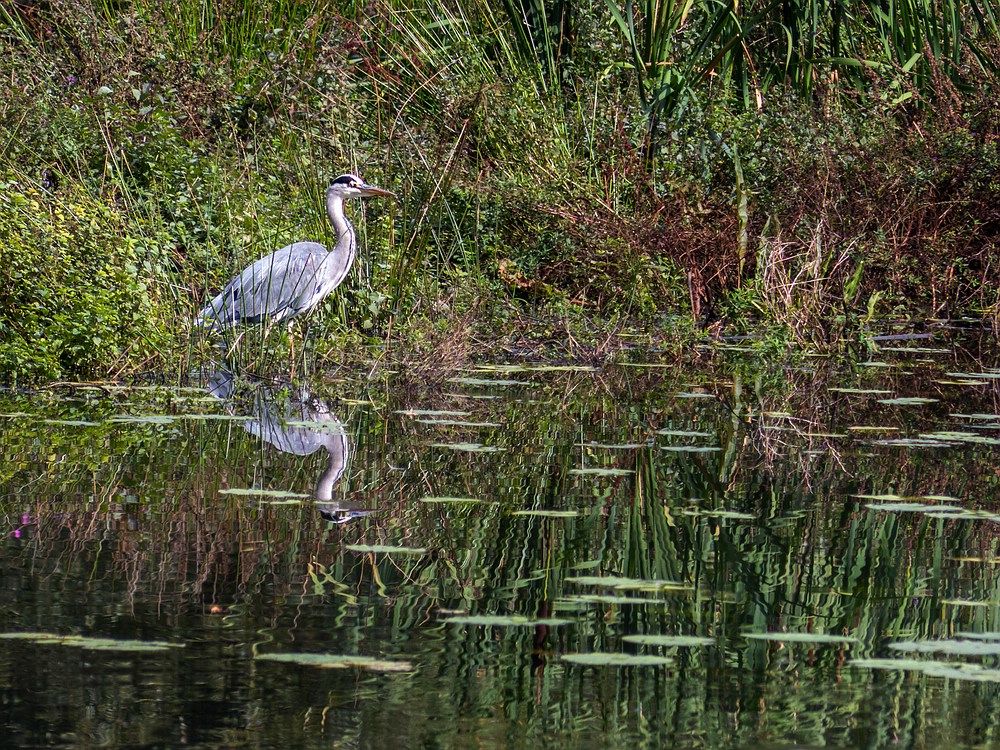 Ein Graureiher gestern am Aprather Mühlenteich