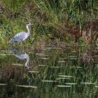 Ein Graureiher gestern am Aprather Mühlenteich