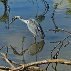 Ein Graureiher spiegelt sich im Wasser