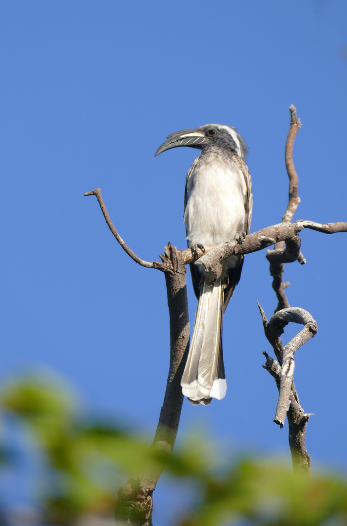 Ein Grautoko - African Grey Hornbill