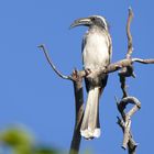 Ein Grautoko - African Grey Hornbill