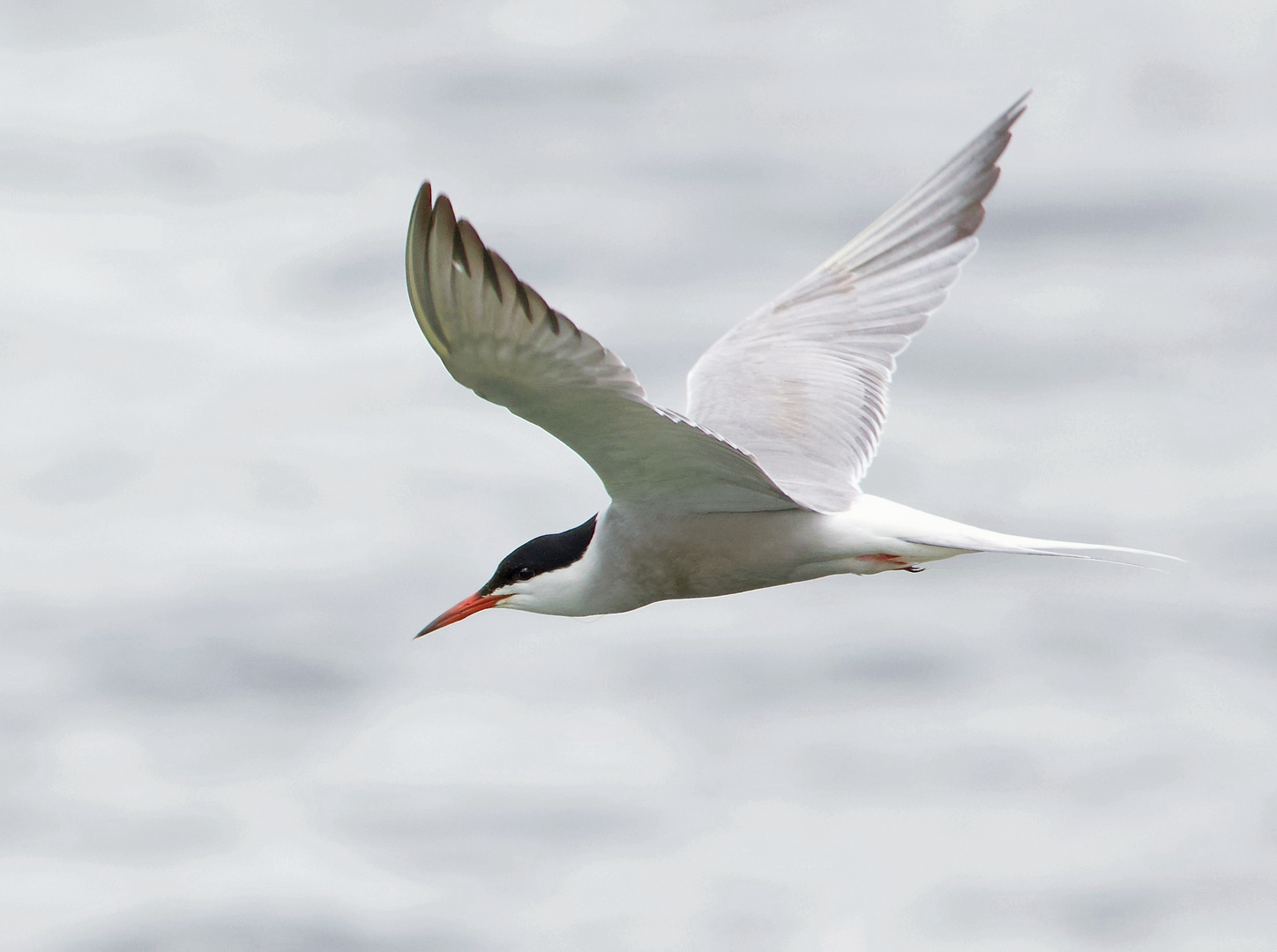 Ein graziöser Flieger in meinem Seerevier am Niederrhein.......