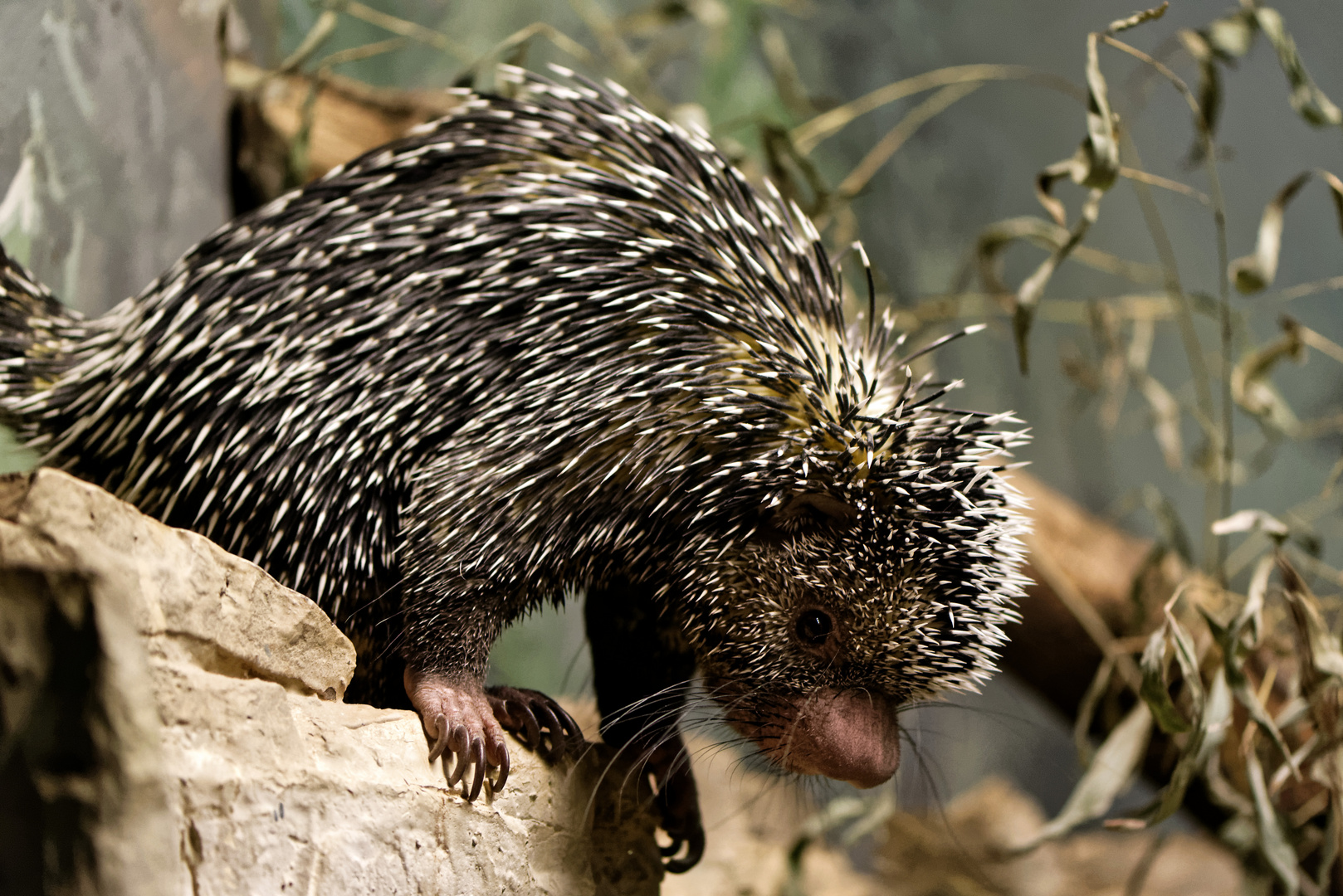 Ein Greifstachler mit Knubbelnase