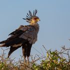 Ein Greifvogel der besonderen Art