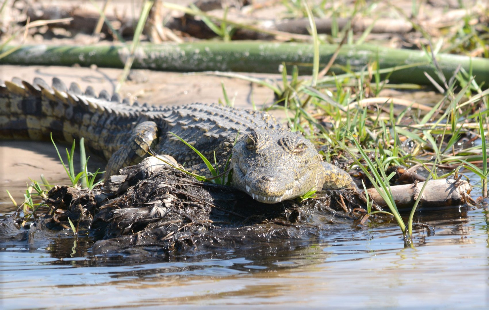 Ein grinsendes Krokodil zeigt seine blendaxgepflegten weißen Zähne.