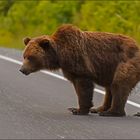 ein grizzly beim . . . .