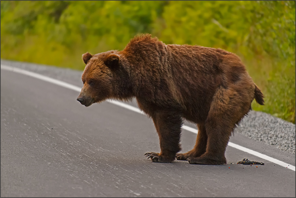 ein grizzly beim . . . .